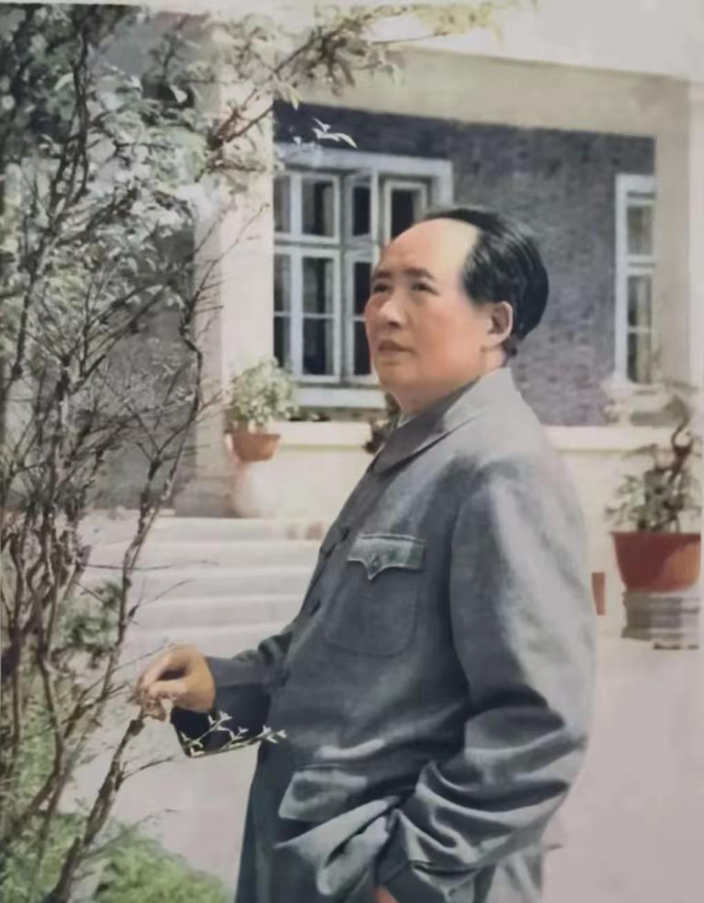 镜头下，毛主席在桂花树下神情从容轻松，吸着烟，看花飞花落。这是怎样的一双眼睛