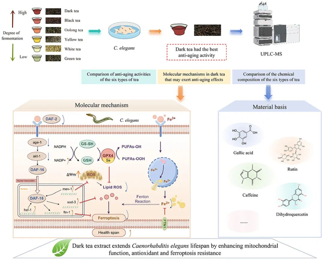 肖惠敏说抗衰老: 吃这种茶延寿效果最佳, 延寿近35%!