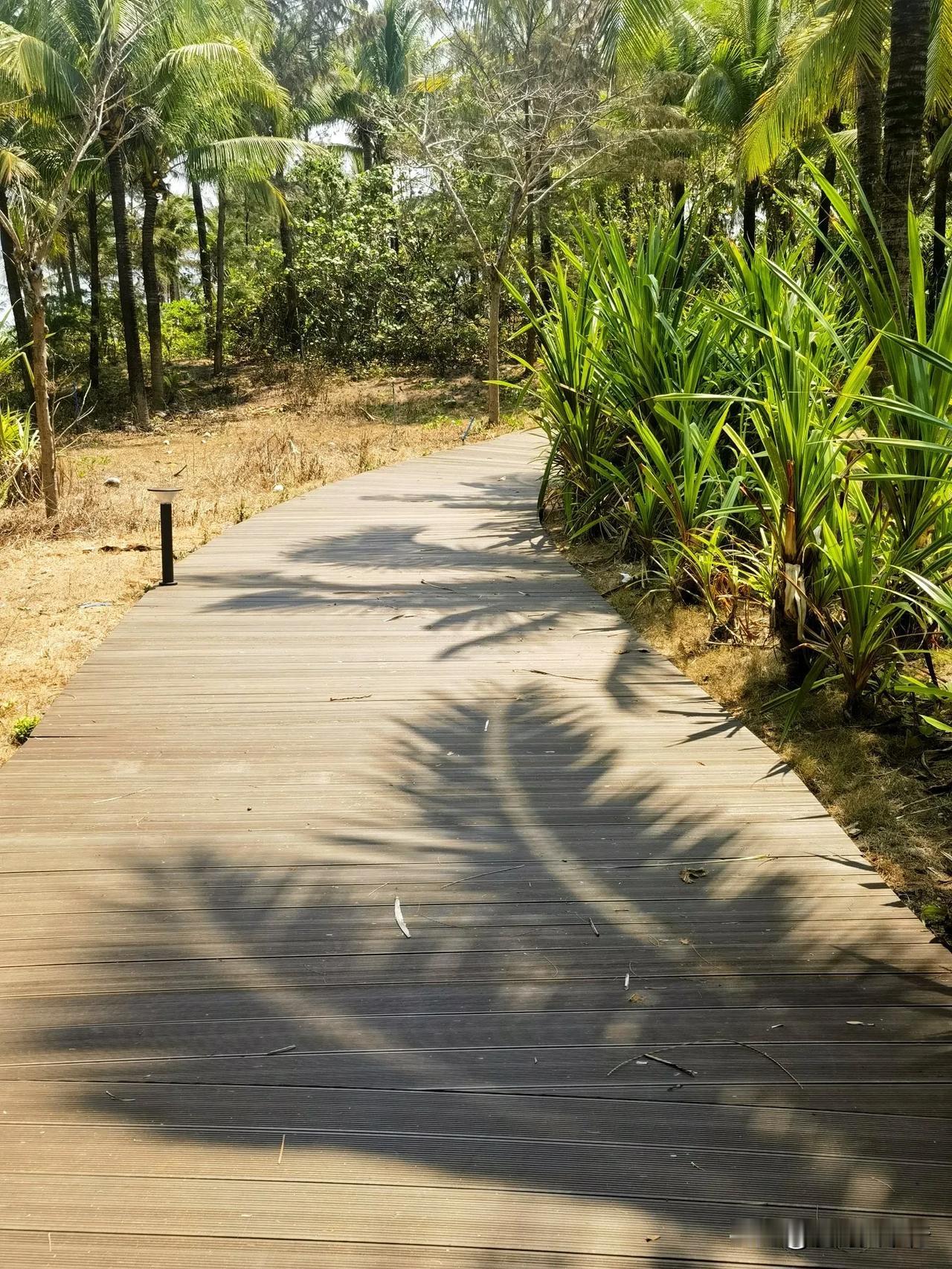 海南…自驾游第21天，三亚海棠湾躺平今日没有外出安排，吃完早饭就去了海滩的椰林