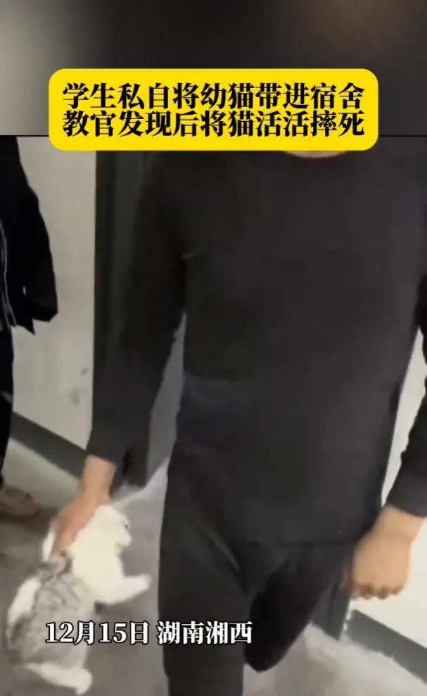 幼猫被当众重摔两下断气，全班目睹这场暴力示范！12月15日晚，湘西某职校宿舍