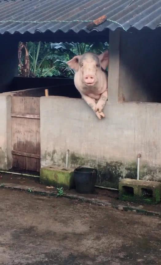 《杀年猪是有讲究的》肥胖身材惹人爱，猪乃“六畜”之一。猪马牛羊鸡和狗，位