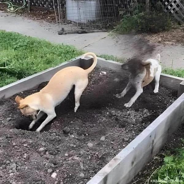 见过损的，没见过这么损的，太狗了[笑着哭][笑着哭]