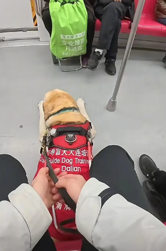 一个盲人女孩和她的导盲犬一起坐地铁，有一个问题引起了网友们的热烈争论！就是导