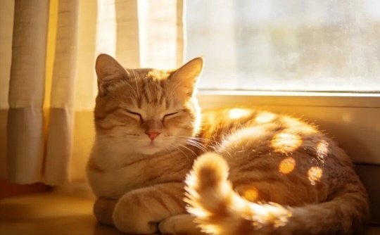 原来咪也需要防晒猫咪皮肤薄、毛发挡不住紫外线，暴晒容易晒伤、长黑斑、诱发皮肤病，