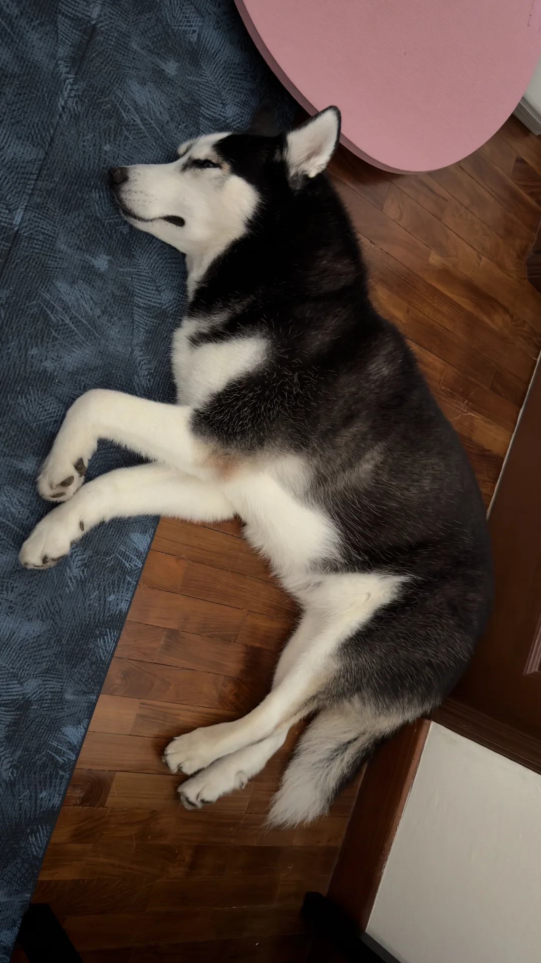 050426 早起坑狗啊