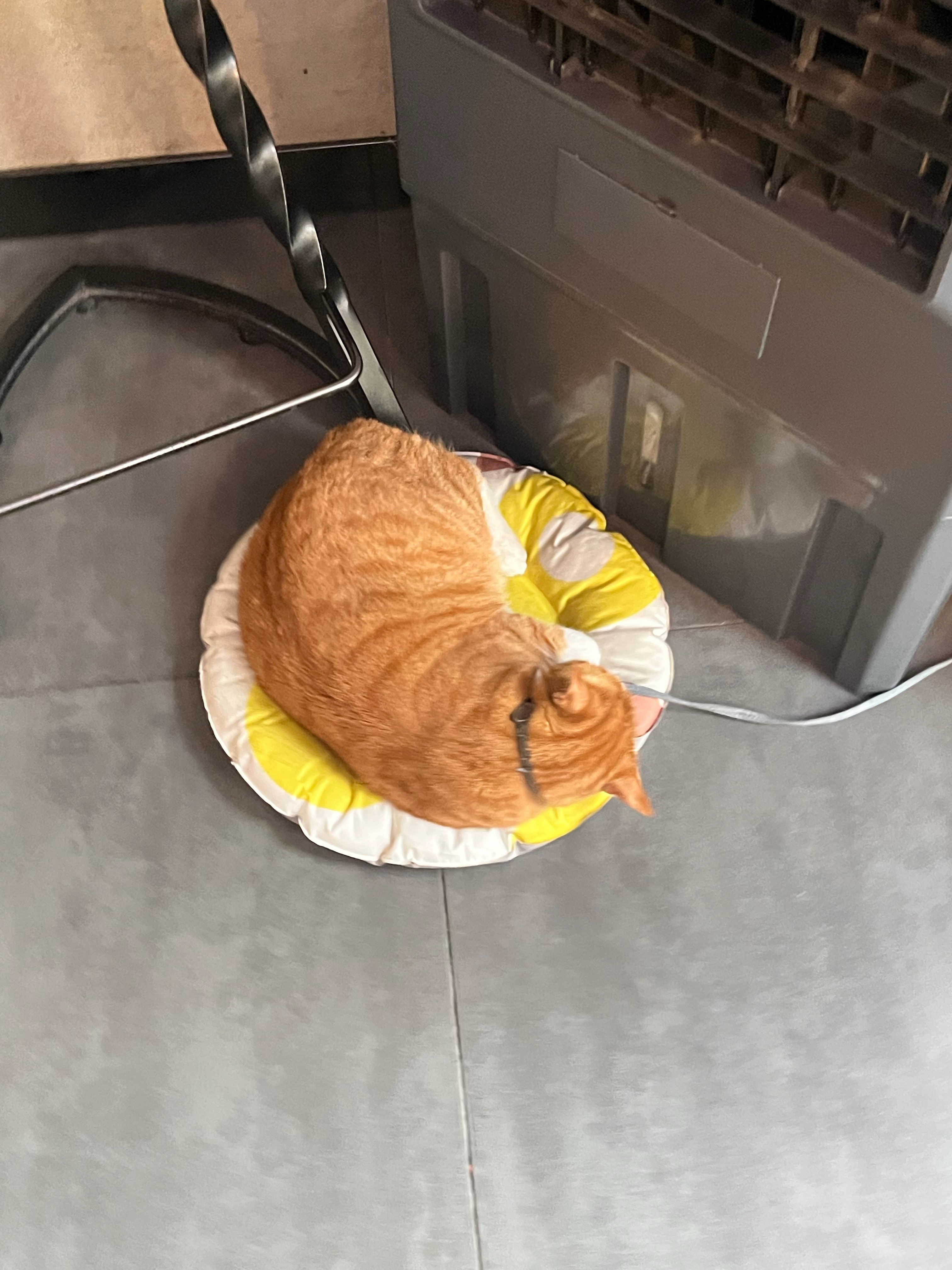 圆润小猫咪