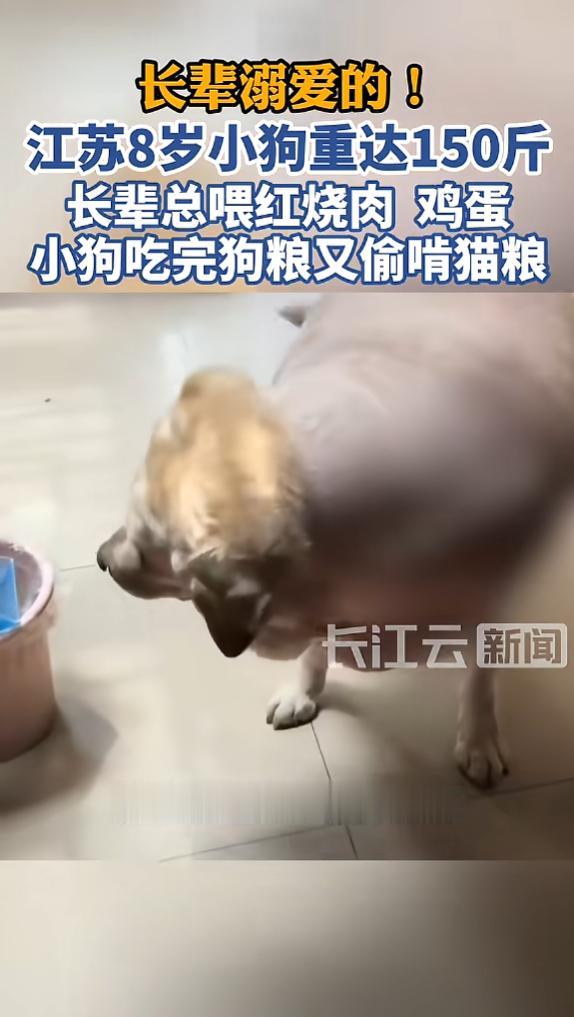 江苏，一只8岁拉布拉多，被家人溺爱投喂，常年混吃狗粮、猫粮，还顿顿独享红烧肉、水