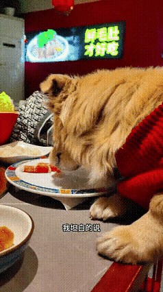 这可是火锅店，你说你的宠物上桌吃饭就算了，还用火锅店内的餐盘喂狗吃，完了狗子还将