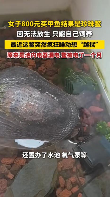 “笑不活了！”6月23日江苏张家港，女子花800元救下市价两千的珍珠鳖