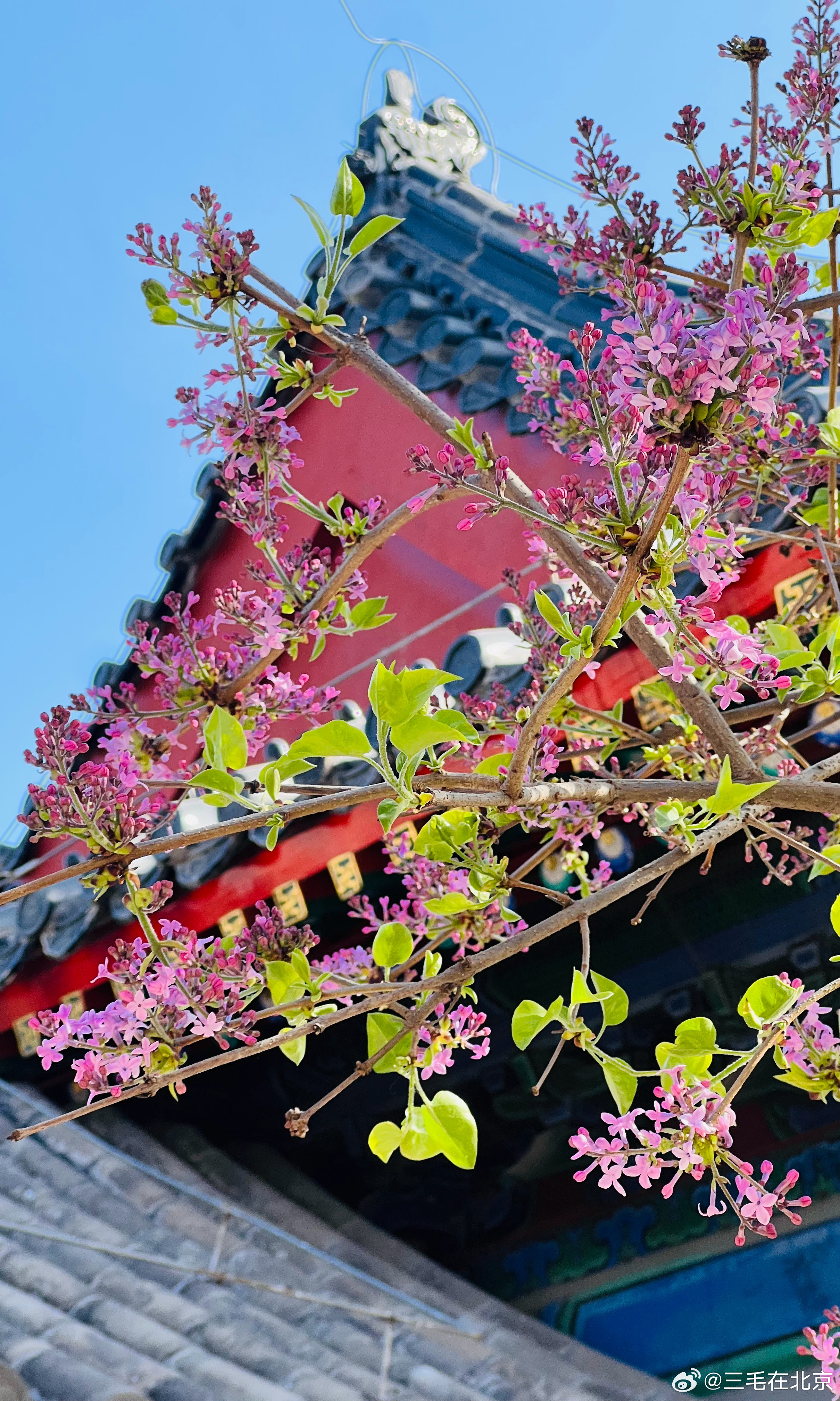 智化寺 紫丁香初开摄影