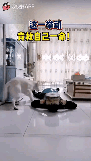 弱弱的问一句，这狗子是不是故意的[捂脸哭]