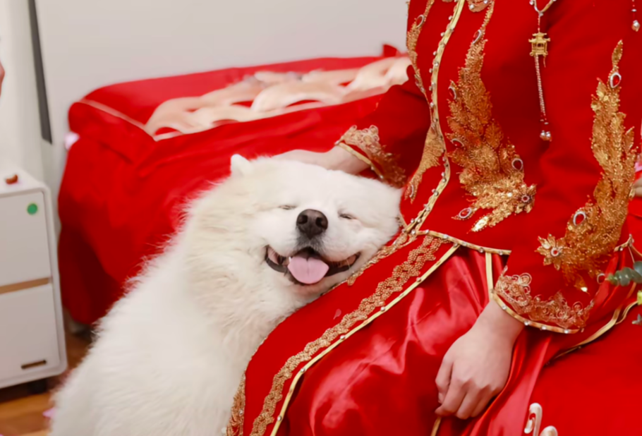 结婚那天，婆家的狗狗摄影师给了好多特写