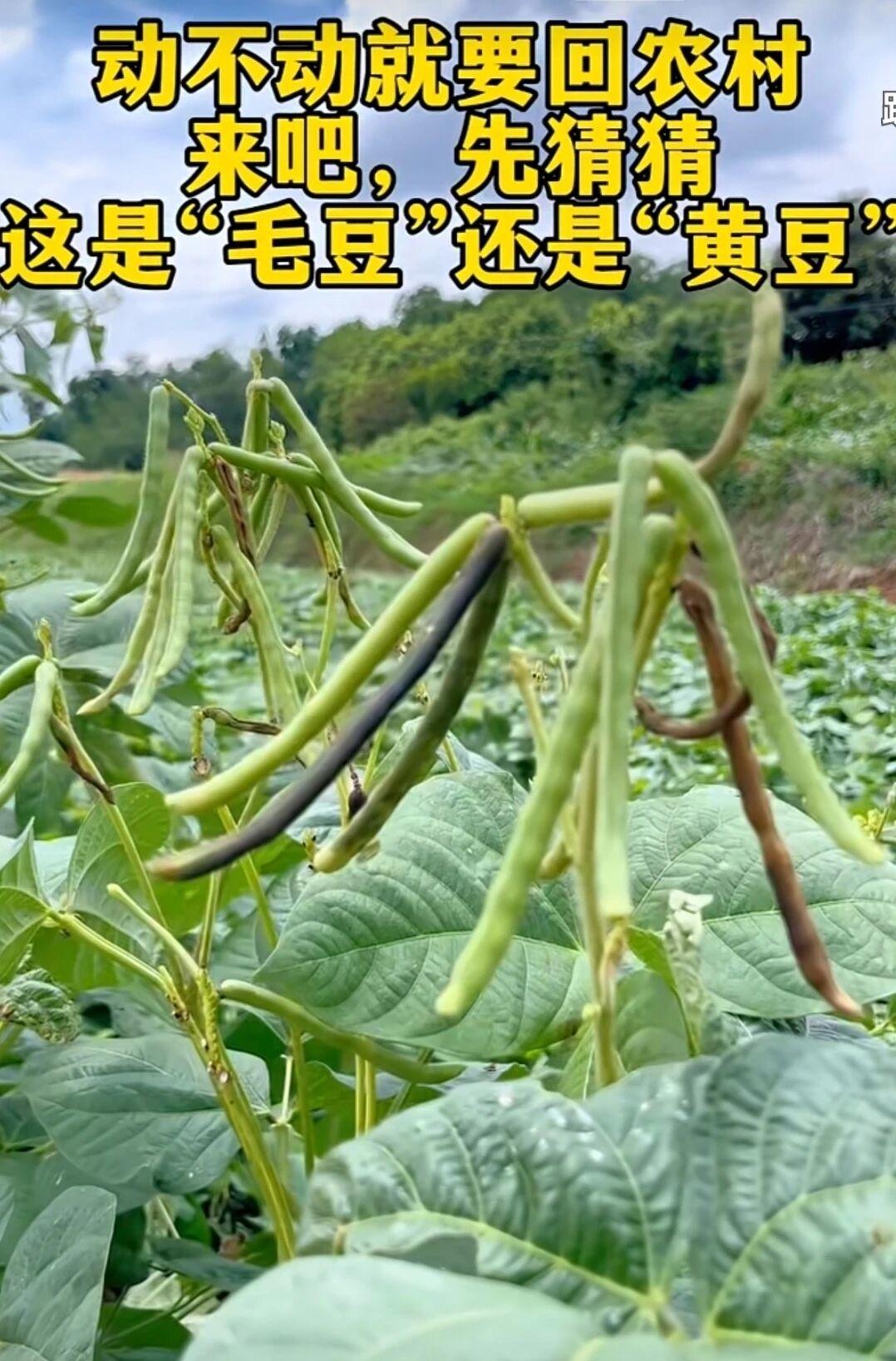 来吧，那些天天说回农村的人，先来看看这是什么豆吧[滑稽笑][滑稽笑]
