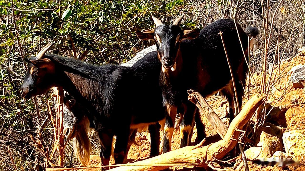 地主骑着大马，长工骑着山羊，去做客吃酒。一路上，山路弯弯，太阳暖洋洋。路难走，马