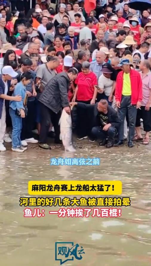 “这可赚大了！”5月30日，湖南，一河边举行龙舟赛，却捞上来好几条10斤以上的大