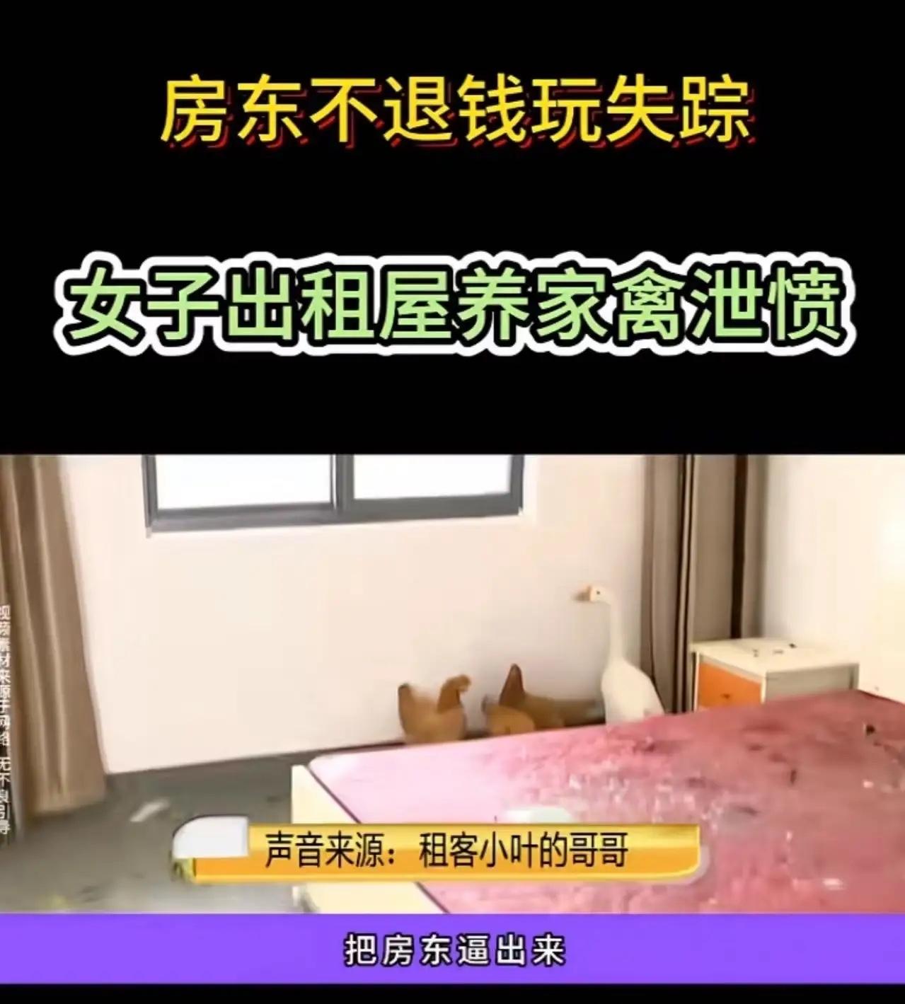 房东故意不退押金，女生一气之下在出租屋里养鸡养鸭，让邻居投诉逼房东现身！房东：“