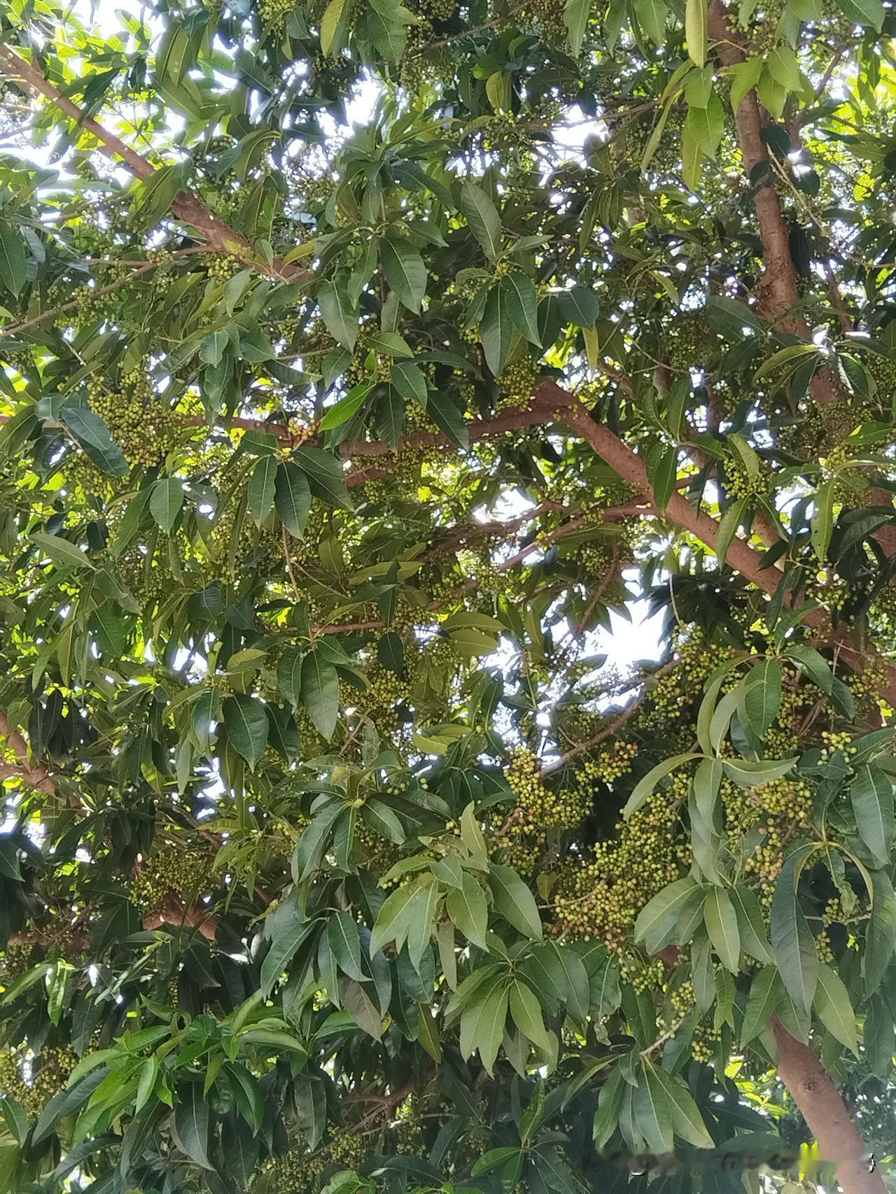 立秋：云天收夏色，木叶动秋声《历书》有云：“斗指西南维为立秋，阴意出地始杀万