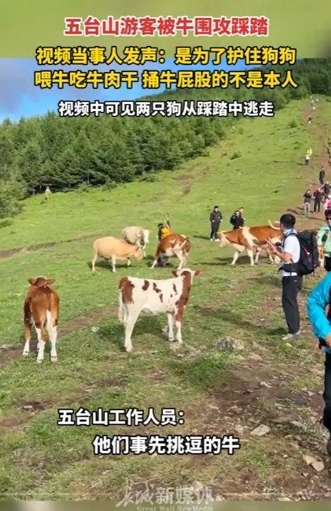 反转？山西五台山，一名游客被壮牛踩踏，场面惨不忍睹！景区回应，游客用登山杖戳牛屁