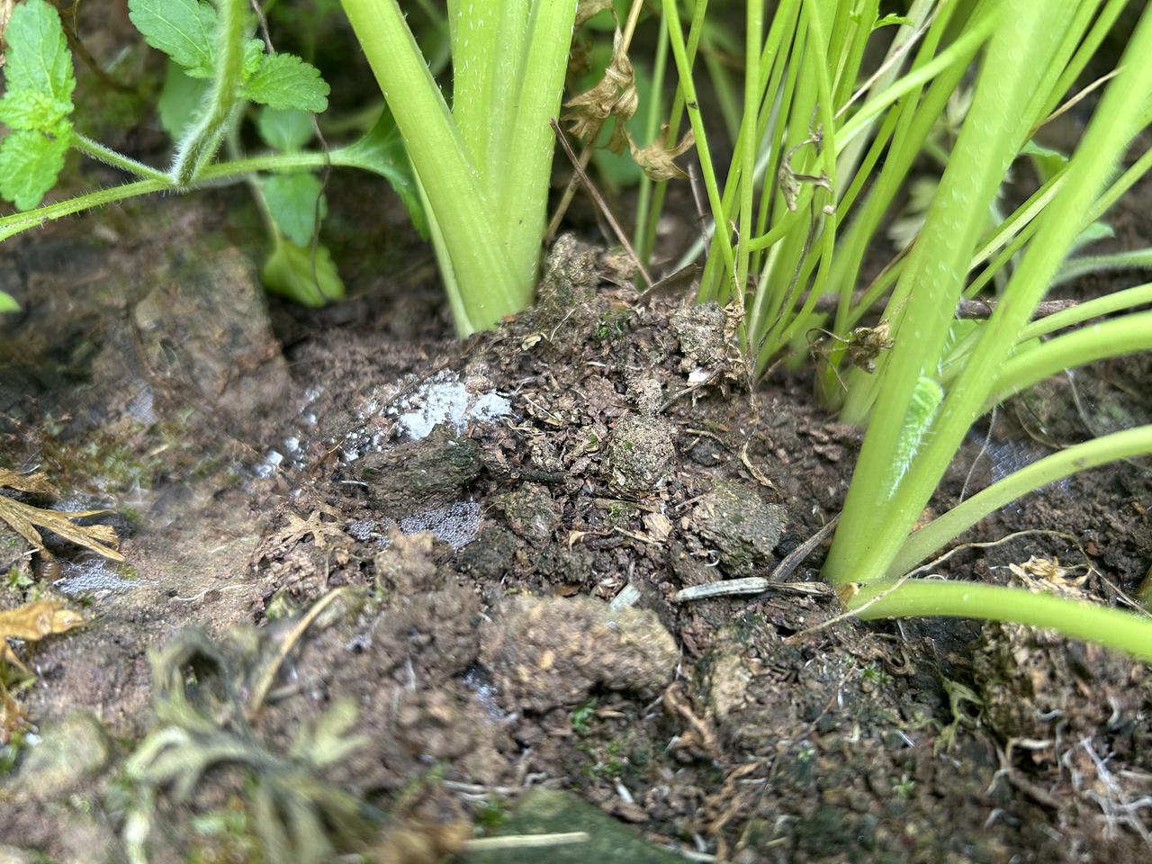 ⚠️今年冬天不吃这根胡萝卜，你可能要等一整年，还得错过刻在骨子里的自然鲜甜！