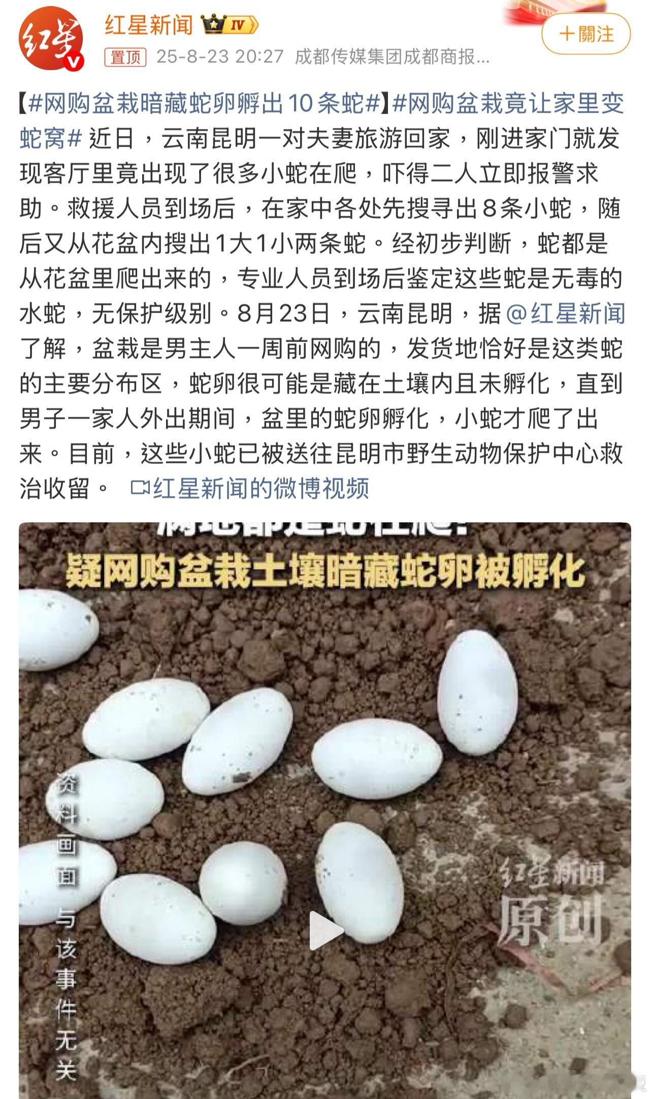 网购盆栽暗藏蛇卵孵出10条蛇网购绿植本想装点家，结果拆出“活物惊吓”？想想日常