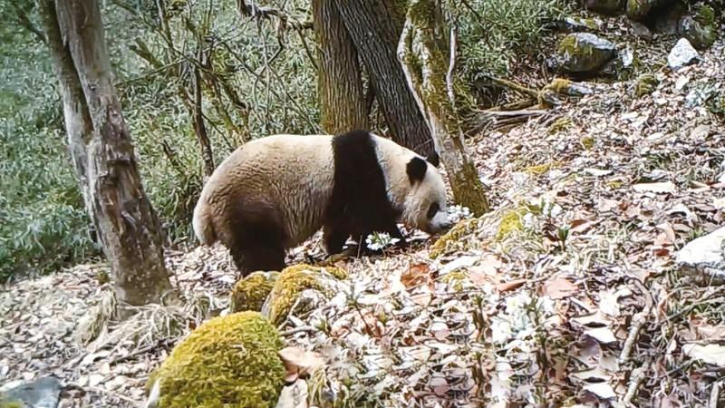 太白山、太白县，多次发现有野生大熊猫活动。这个自然保护区设立得就值得。今年前