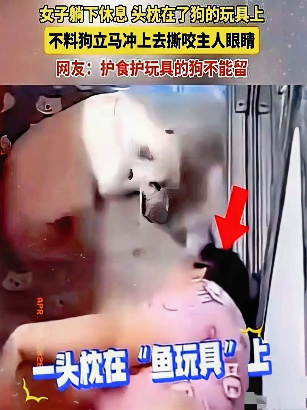 畜生永远是畜生！2024年黑龙江发生的这起恶犬伤人事件，让人触目惊心又倍感