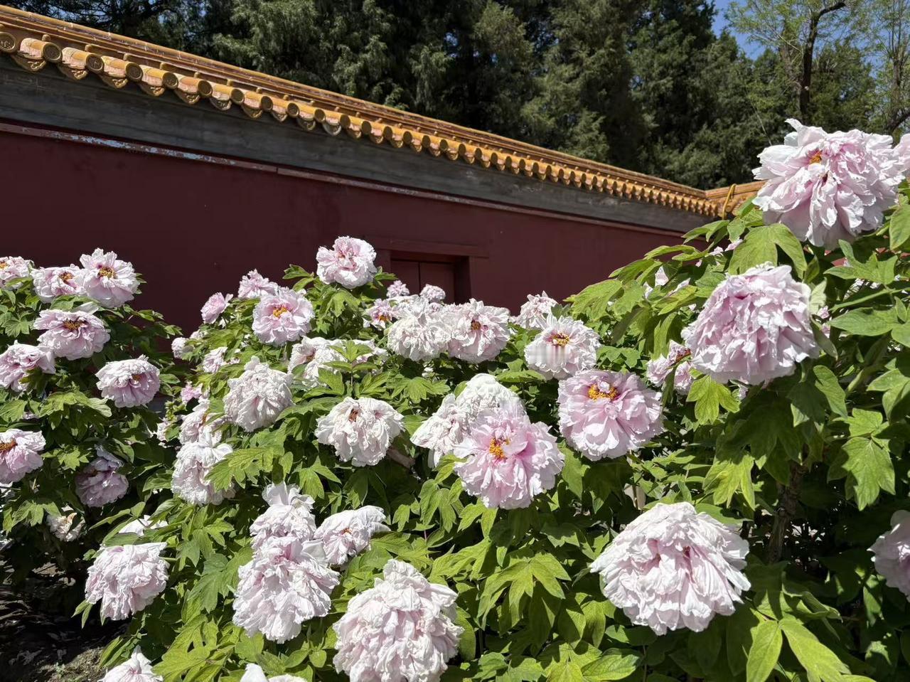 今年春天最想实现的心愿今年春天，我最想实现的心愿就是去景山公园赏牡丹花。景山公