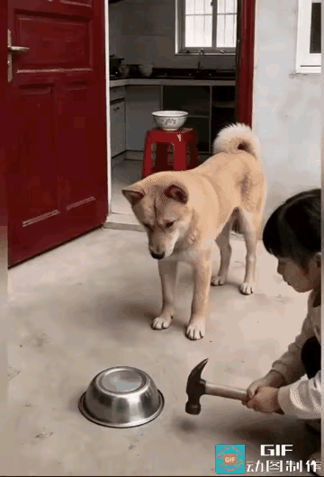 最近几日，小主人家的狗狗仿佛着了魔一般，总去骚扰隔壁老张家的母狗，逼得人家只好把