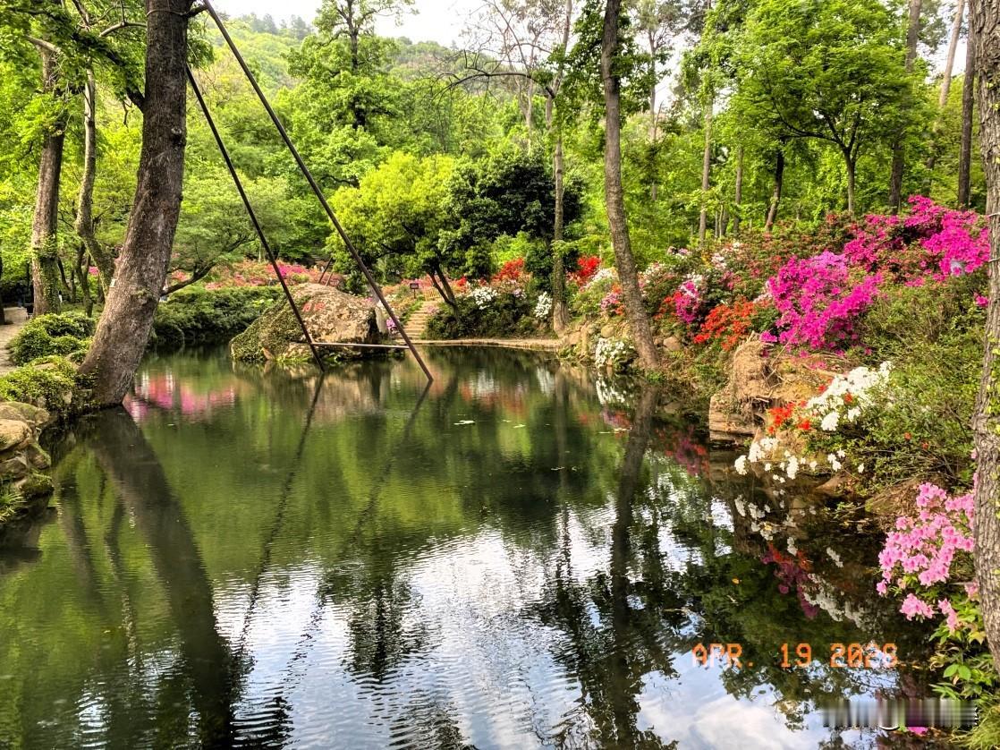 《全球五分之一野生种杜鹃齐聚苏州》家人们谁懂啊，苏州天平山简直是杜鹃爱好者的天