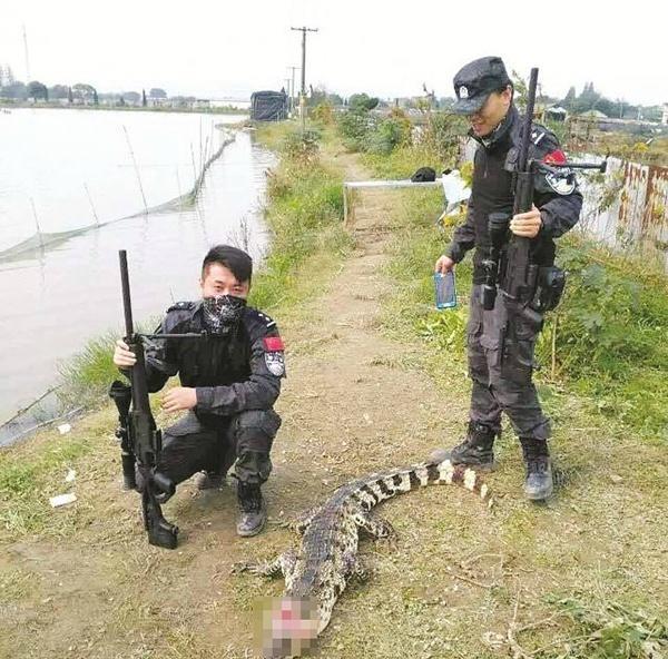 2016年11月2日浙江特警成功击毙养殖场出逃鳄鱼一头.26万狙击枪