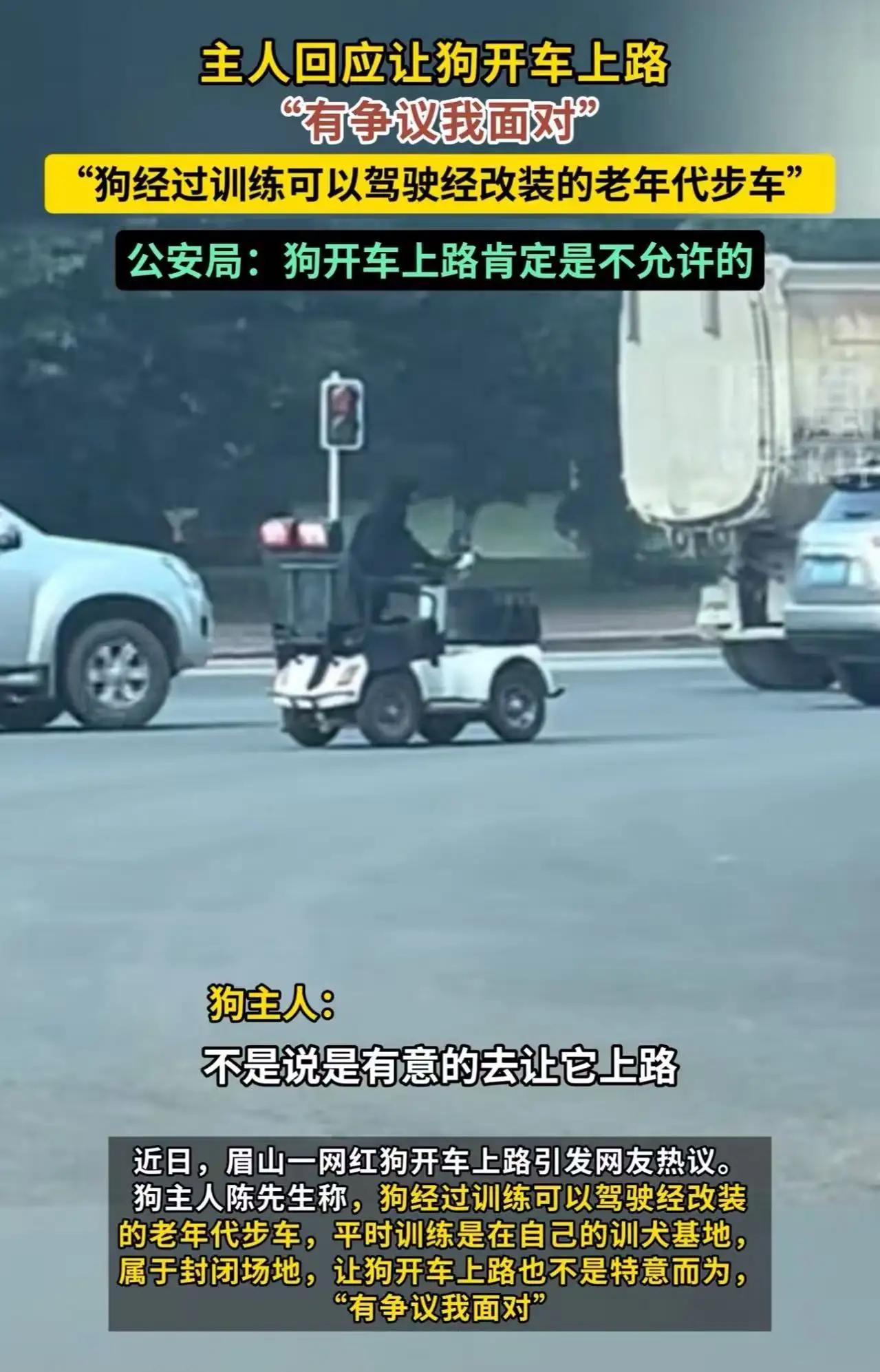 就在一片质疑声中,这只“驾驶狗”事件逐渐发酵成了一个关于人性、关于责任、也关于我