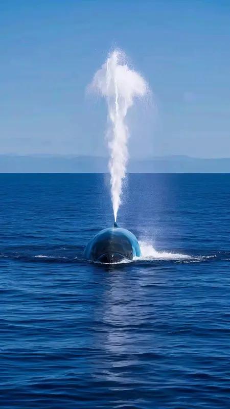 日本潜艇的反潜能力有其独特之处。日本现役潜艇以大鲸级和苍龙级为代表。大鲸级是全球