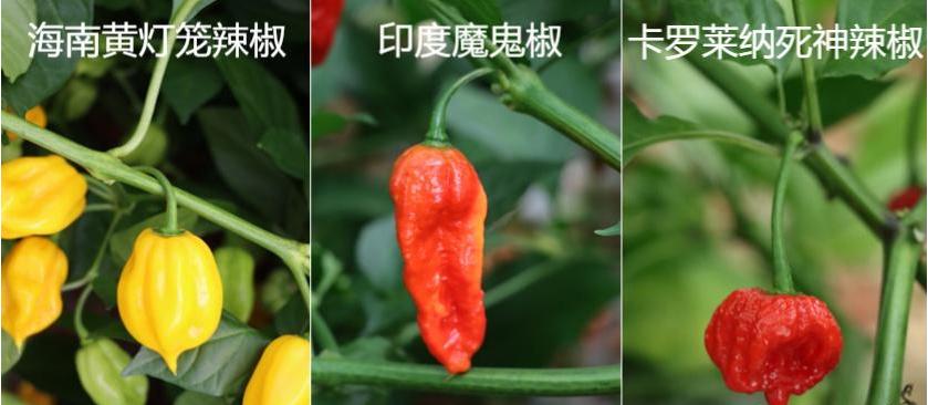 辣椒原产于中美洲，但是为什么吃辣最多的大洲是亚洲，而南美人不吃辣？因为无知所