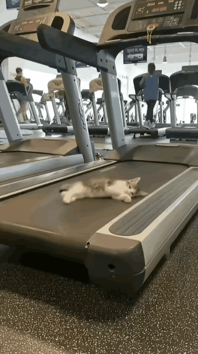 这样玩一天，晚上能多吃几只老鼠[捂脸哭]