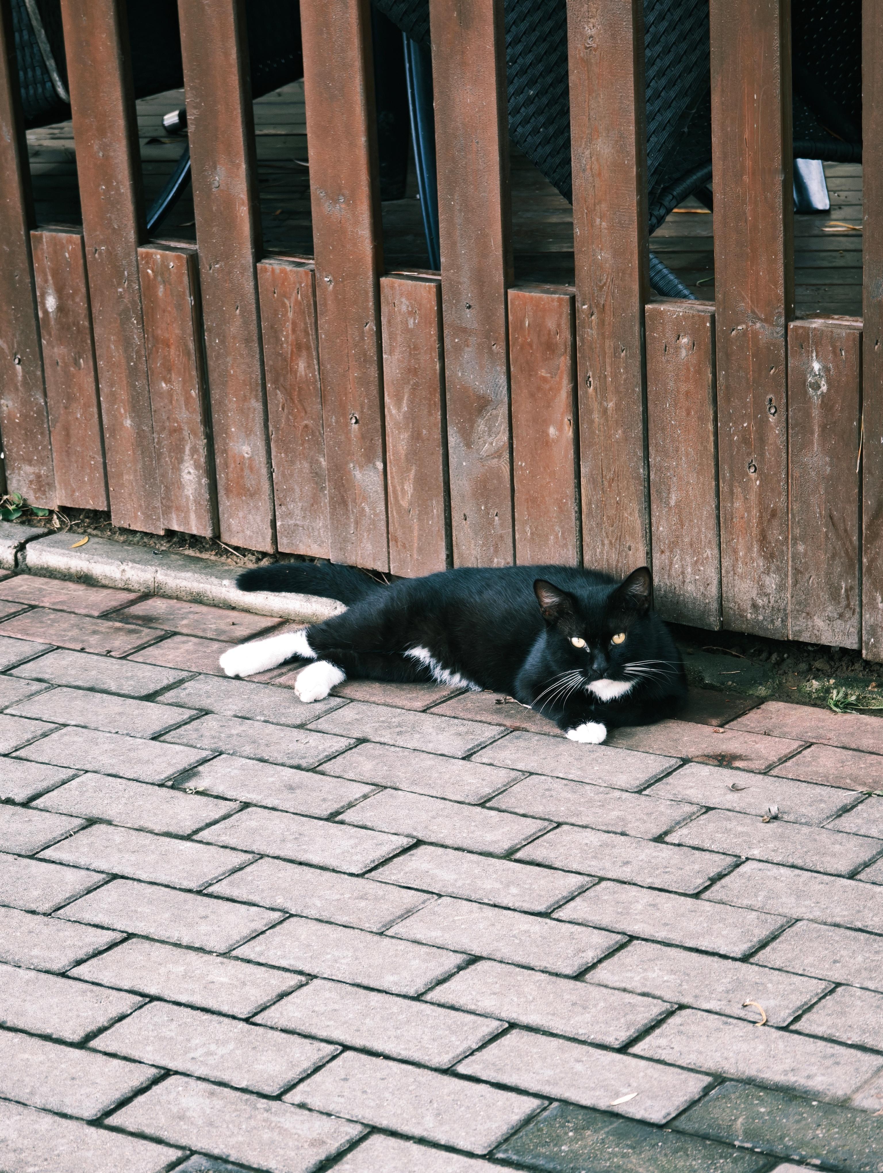 分享遛弯遇到的猫学长！你好同学​​​