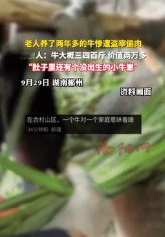 缺了大德了！9月30日，湖南郴州，一老人养了头怀孕母牛，可没想到，有人竟趁着晚上