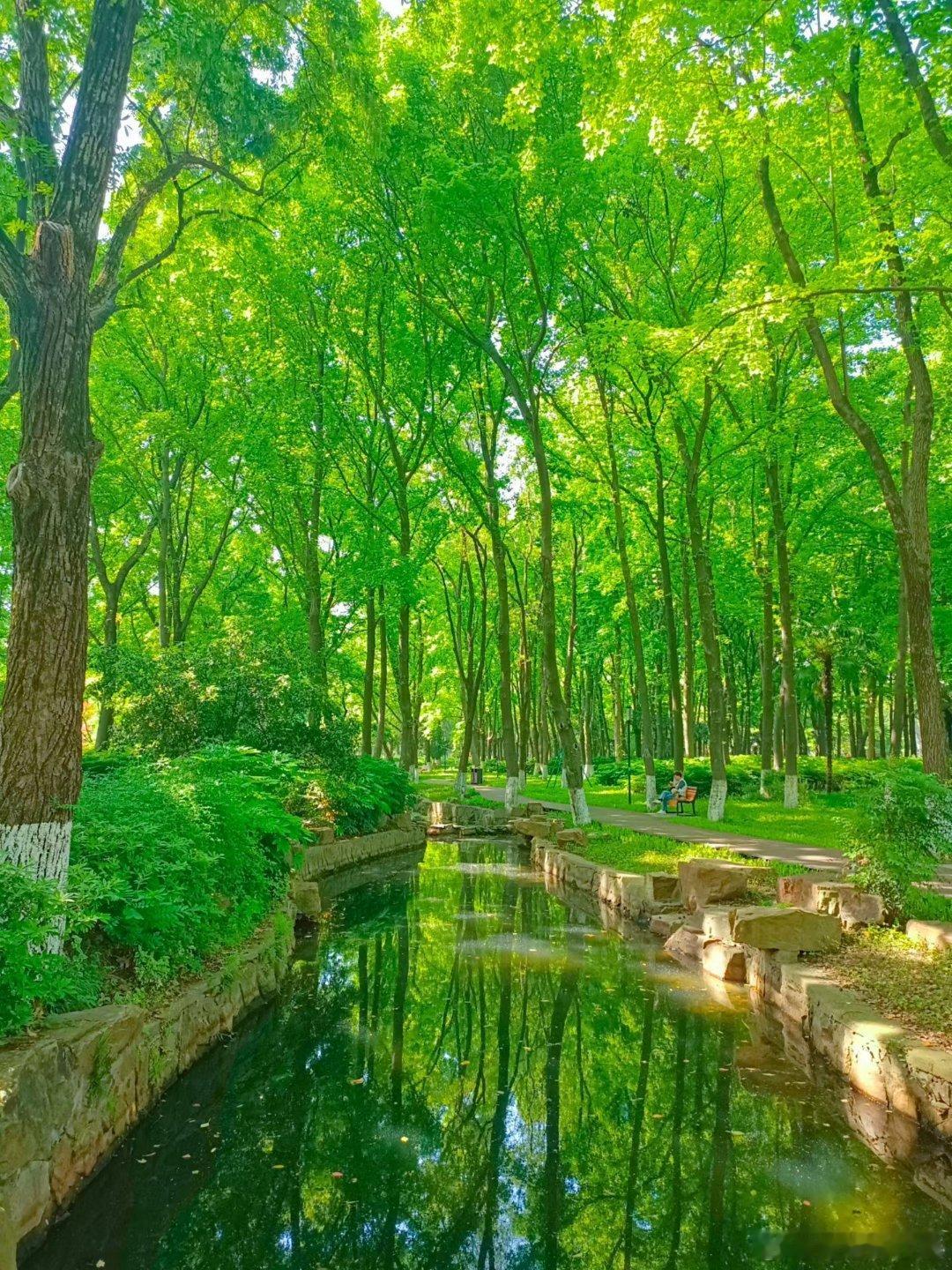 满目草木葱茏，绿树成荫，漫步绿野，仿佛闯入如梦似幻的绿野仙踪。山美水美家乡美用眼