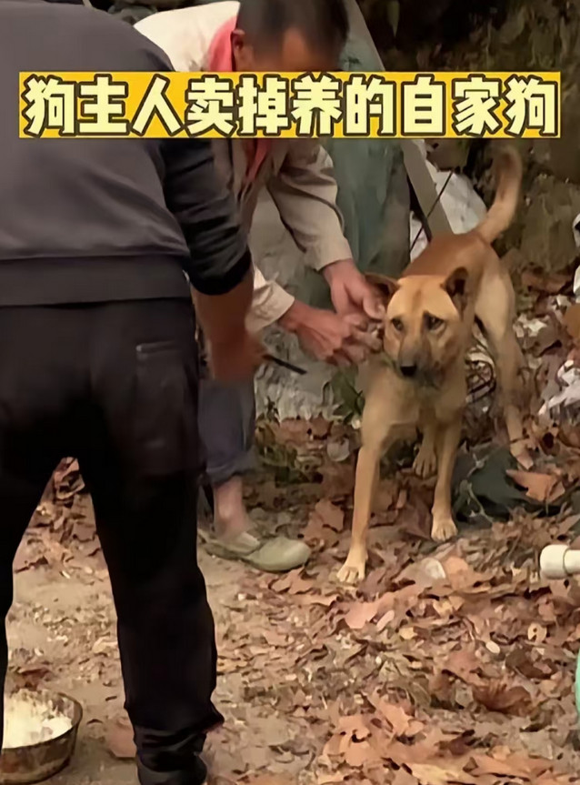 一位单身大叔因为需要钱治病，只好卖掉自己相伴多年的狗狗，当狗狗被抱上车的那一刻，
