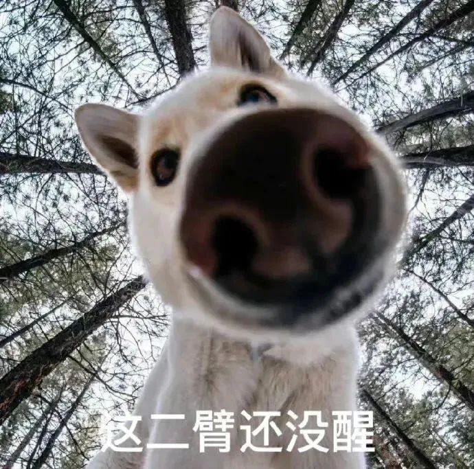 不好用的表情包我不发