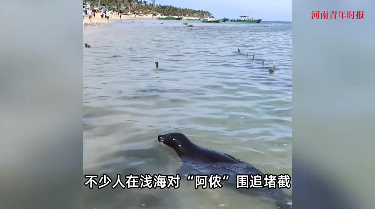 “必须严惩！”2025年8月，海南文昌，一只野生的海豹因为和附近渔民非常亲近，在