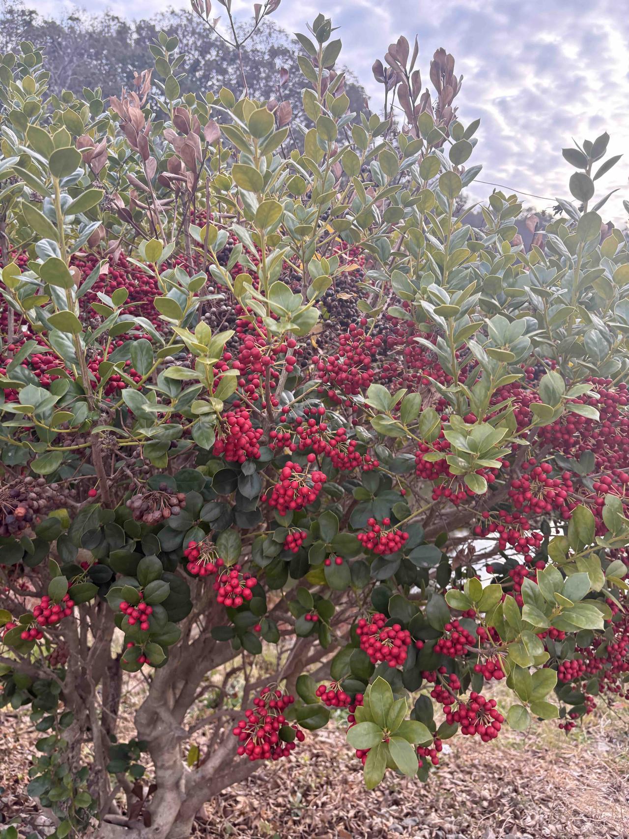 有人大代表提议高速免费，不再只限于节假日。可行吗？完全全年无条件免费不可行，