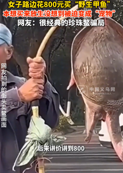 9月17日傍晚，江苏张家港的林女士花800元买下20斤野生甲鱼放生，次日却见商贩