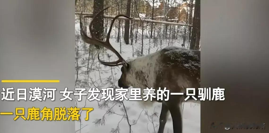 黑龙江漠河，一女子发现一只驯鹿的鹿角掉了，她问:“你鹿角掉哪了，找去。”万万没想