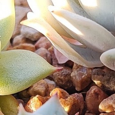 0000‎种植文案种植多肉植物种植方法：1、土壤选择想要种植多肉，就需要选择