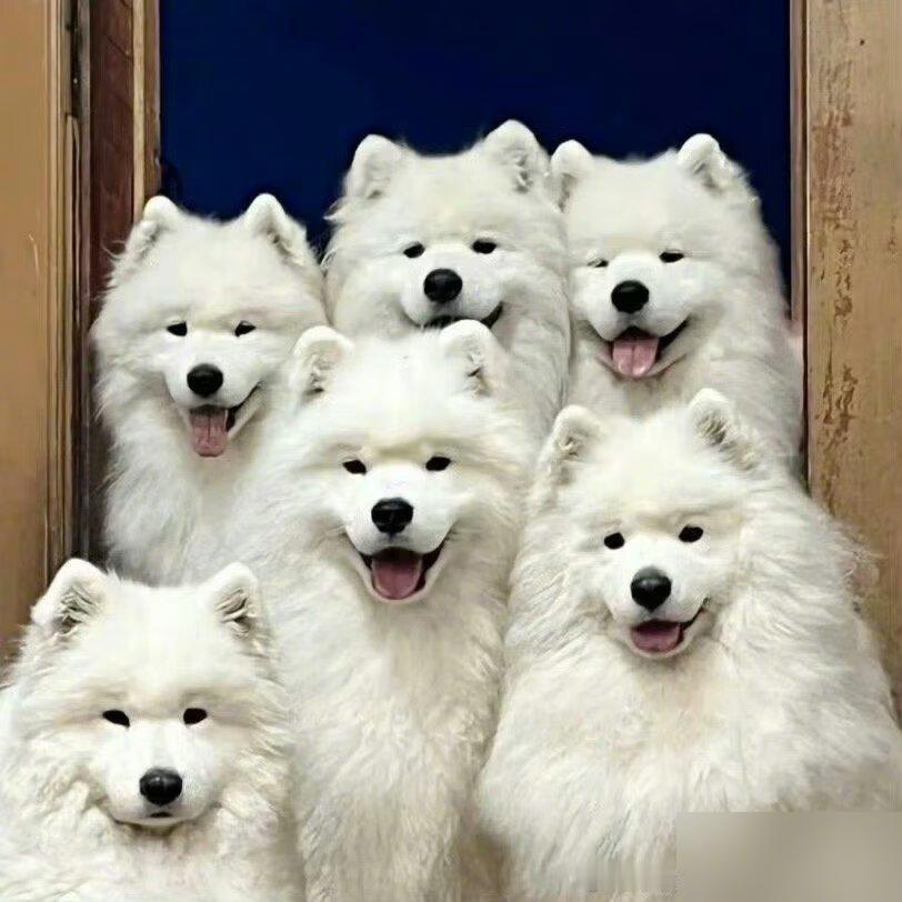 萨摩耶里面有一只萨摩不耶