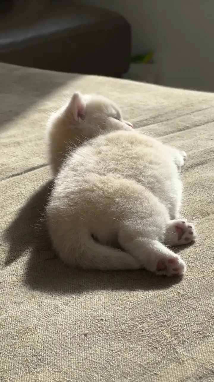 为啥小动物胖了人见人爱，人胖了就千嫌万厌……[捂脸哭][捂脸哭][捂脸哭]