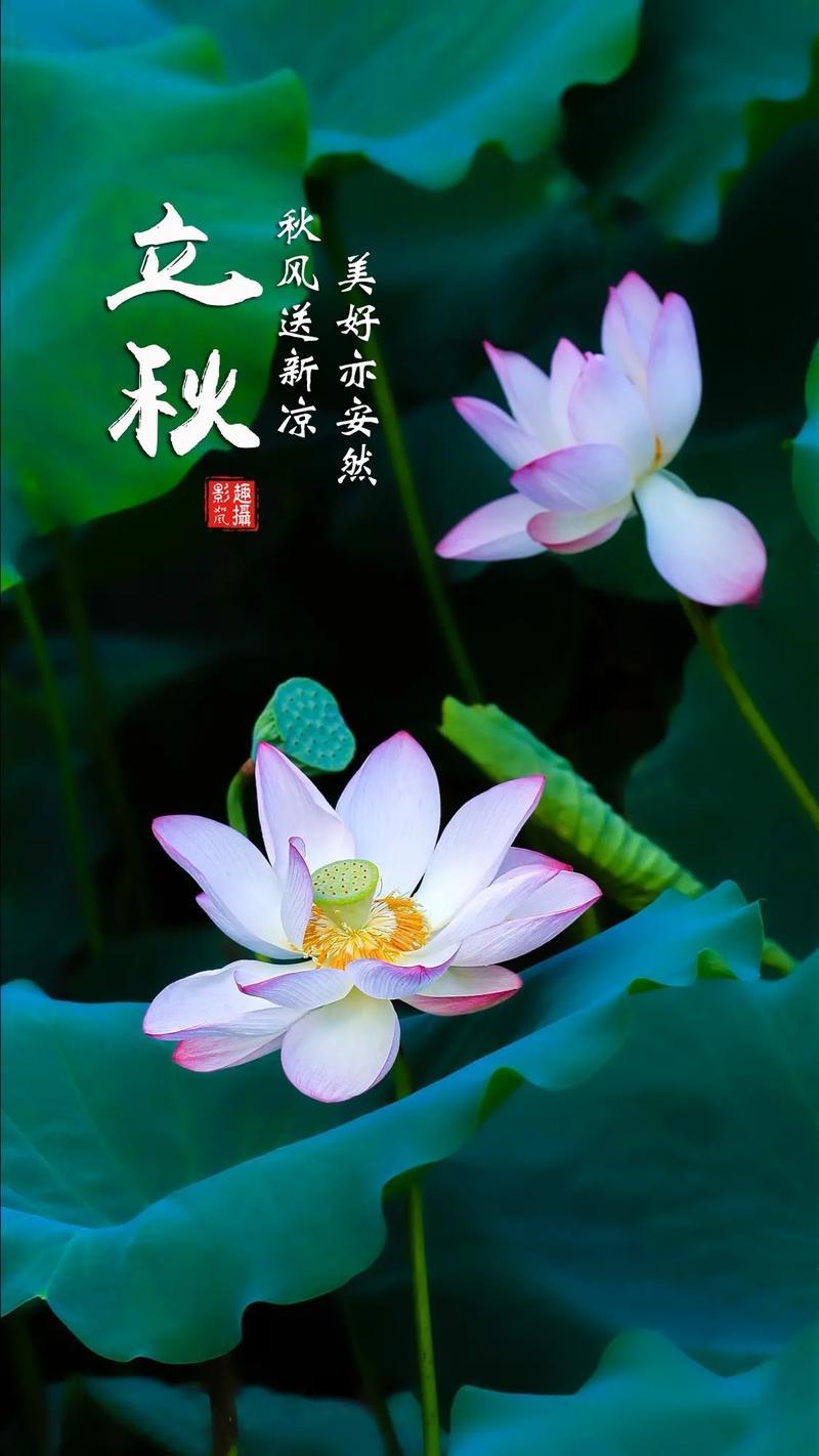 立秋最经典的祝福话语，相信有一句适合你1. 一叶落而知秋，一阵风而消暑。立