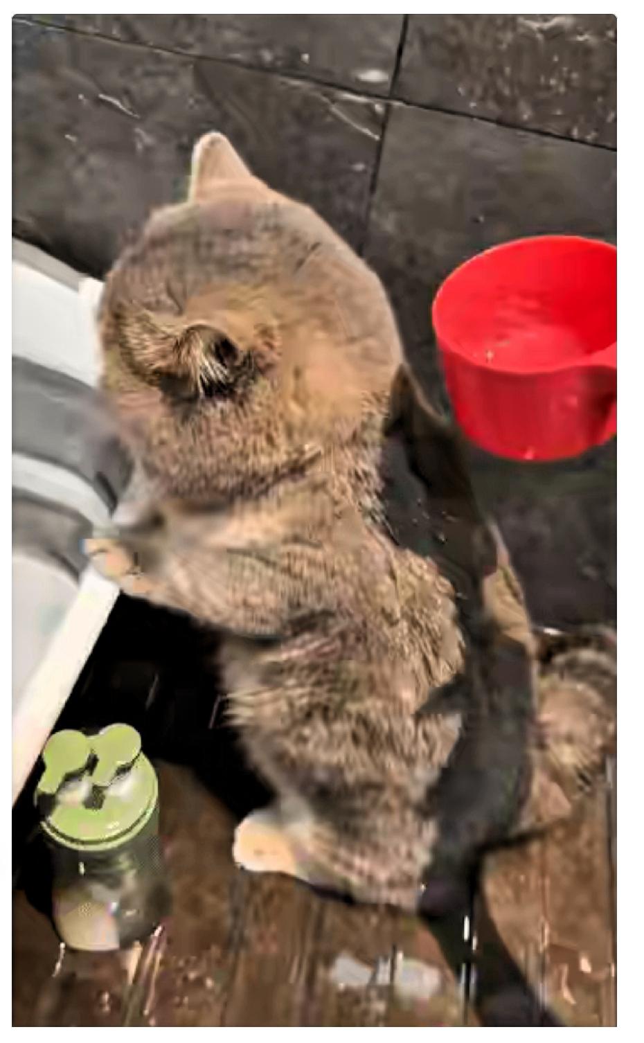 萌化了！广东一女子养了一只两个月大的小猫咪，越看越觉得可爱。每次给它洗澡