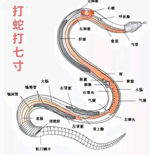 打蛇不打头！很多人不知道，野外遇到蛇时千万别打它的头，这样反而可能让自己陷入危险