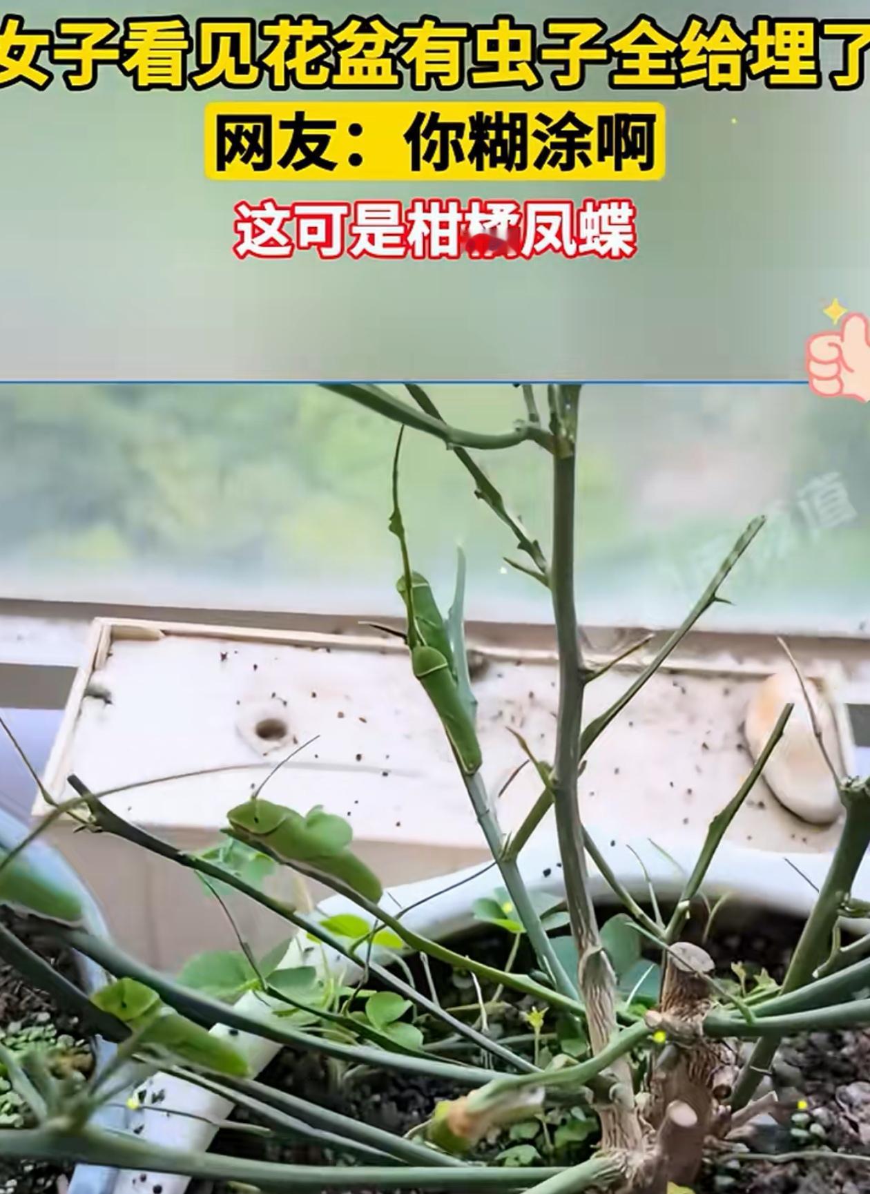 亏大了！女子在家收拾花盆，发现里面有几个“绿油油”的虫子，她赶紧扫走给埋了，没想